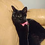 Arya is registered to the contest to win money with this photo: animal, black_cat, cat, collar, couch, cozy, cute, domestic_cat, ears, eyes, feline, fur, indoor, leather, pet, pink_bow_tie, portrait, relaxed, sitting, whiskers