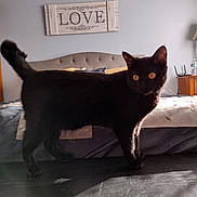 Arya is registered to the contest to win money with this photo: animal, bed, bedroom, black_cat, cat, domestic_animal, domestic_cat, fur, furniture, headboard, indoor, light, love_sign, orange_eyes, pet, pillow, shadow, table, wall_sign, window_light