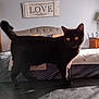 animal, bed, bedroom, black_cat, cat, domestic_animal, domestic_cat, fur, furniture, headboard, indoor, light, love_sign, orange_eyes, pet, pillow, shadow, table, wall_sign, window_light