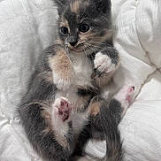 Star is registered to the contest to win money with this photo: animal, blanket, cat, cozy, curious, cute, domestic, fur, furry, indoor, kitten, paw, pet, playful, resting, sleeping, small, soft, whiskers, young