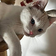 Aiden a rejoint le concours — aidez-le/la à gagner de superbes lots ! animal, blue_eyes, cat, close_up, cozy, cute, domestic_cat, feline, fur, indoor, laying_down, paw, pet, pink_nose, portrait, relaxed, soft_lighting, whiskers, white_cat, wooden_structure