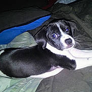 Buddy is registered to the contest to win money with this photo: puppy, dog, black_and_white, bed, blanket, pillow, indoor, pet, animal, cute, lying_down, fur, whiskers, looking, young, domestic_animal, companion, resting, curious, flash