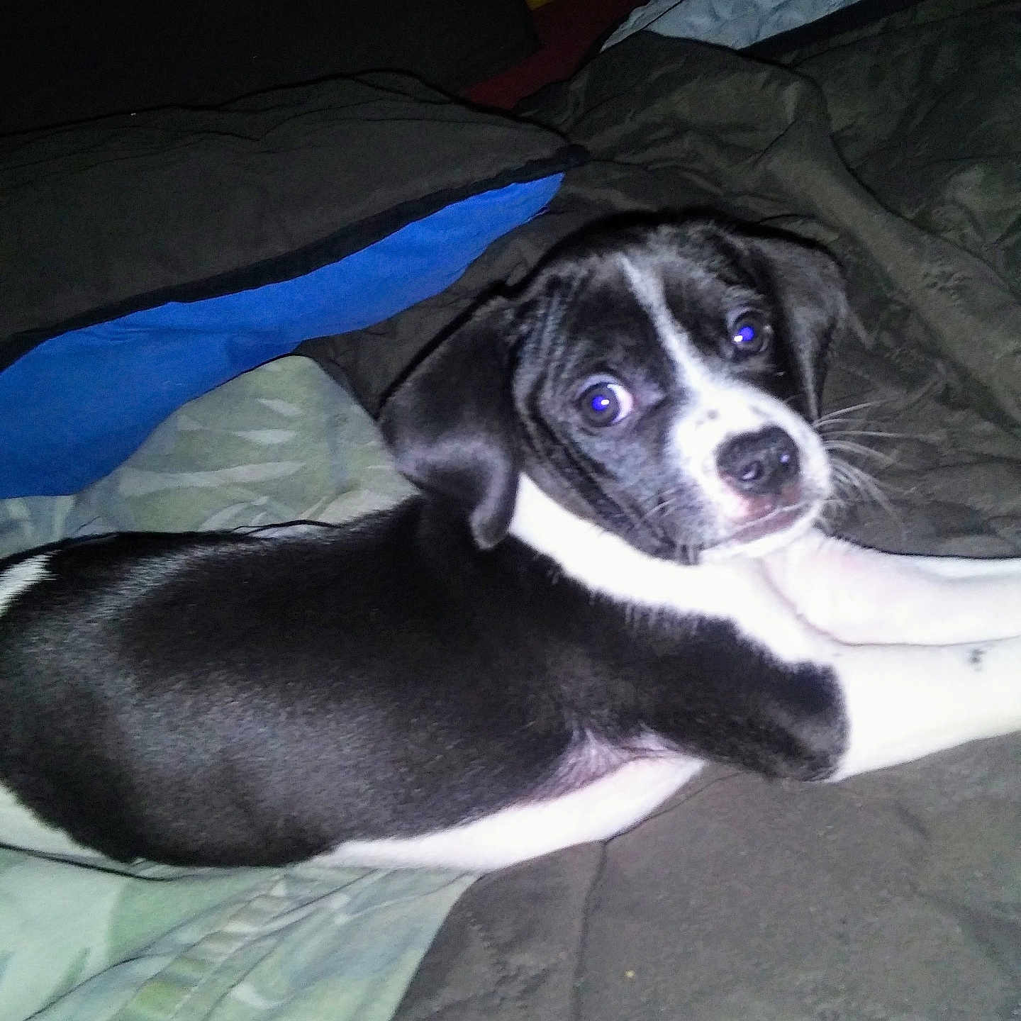 Buddy is registered to the contest to win money with this photo: animal, bed, black_and_white, blanket, companion, curious, cute, dog, domestic_animal, flash, fur, indoor, looking, lying_down, pet, pillow, puppy, resting, whiskers, young