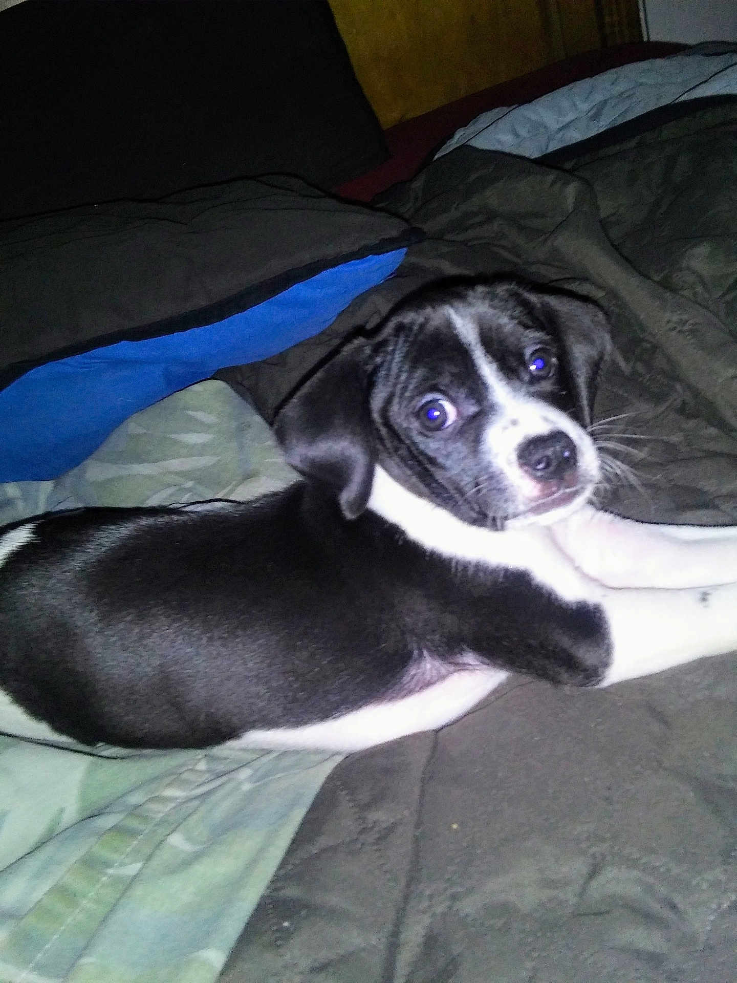 Buddy is registered to the contest to win money with this photo: puppy, dog, black_and_white, bed, blanket, pillow, indoor, pet, animal, cute, lying_down, fur, whiskers, looking, young, domestic_animal, companion, resting, curious, flash