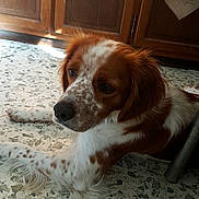 Kawa participe au concours pour gagner de l'argent avec cette photo : brittany, carnivoran, cavalier_king_charles_spaniel, companion_dog, dog, dog_breed, dog_breed_group, dog_like_mammal, flooring, snout, spaniel, sporting_group