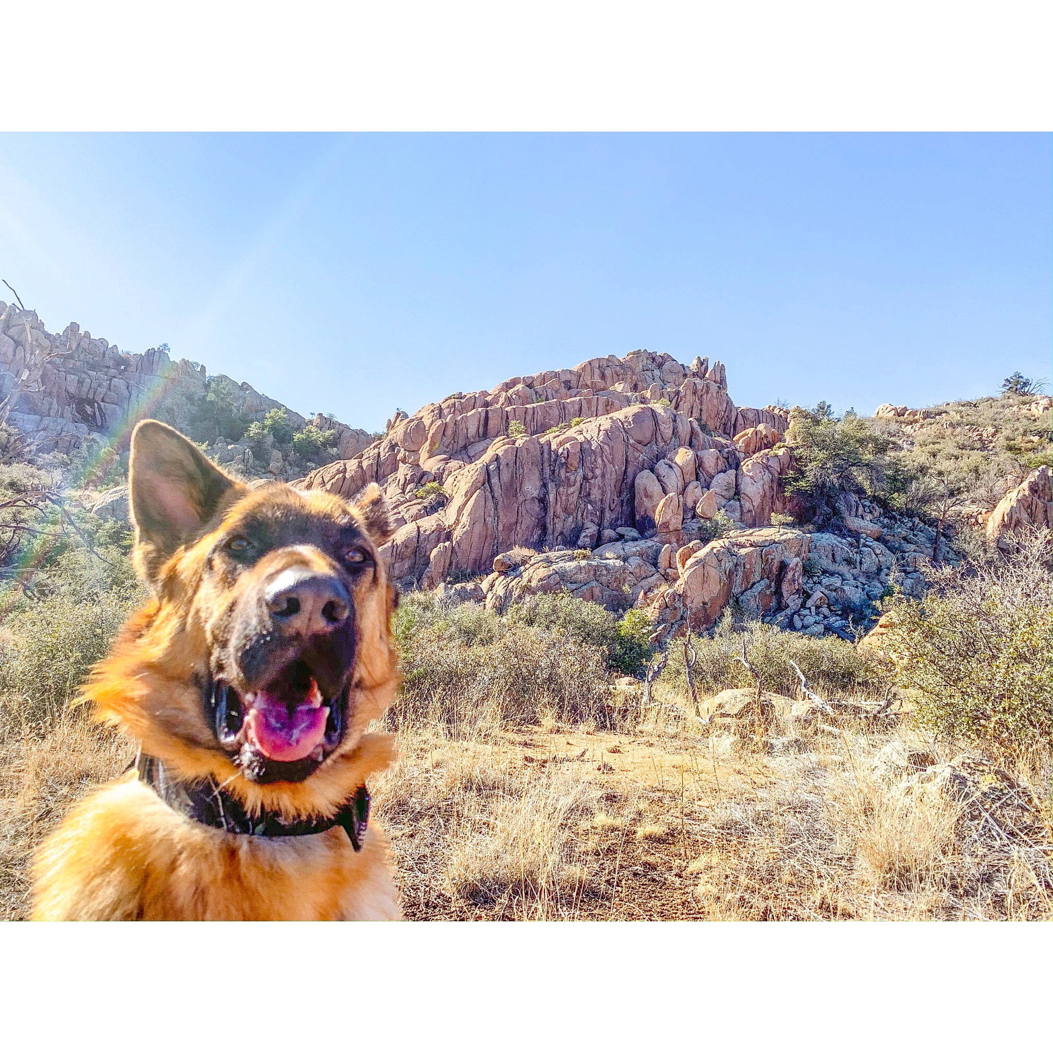 Bender joined the competition — help win amazing prizes! adventure, canidae, carnivore, collar, dog, dog_breed, dog_collar, dog_hiking, dog_walking, german_shepherd_dog, hiking, king_shepherd, mountain, old_german_shepherd_dog, rock, sky, snout, walking, wilderness, working_dog