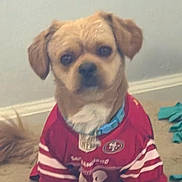 Riley joined the competition — help win amazing prizes! dog, puppy, pet, football_jersey, sportswear, red_shirt, collar, indoor, sitting, portrait, fluffy, small_dog, brown_dog, serious_expression, animal, home, carpet, pet_bed, playful, sports_fan