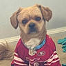 dog, puppy, pet, football_jersey, sportswear, red_shirt, collar, indoor, sitting, portrait, fluffy, small_dog, brown_dog, serious_expression, animal, home, carpet, pet_bed, playful, sports_fan