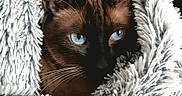 Poupouille participe au concours pour gagner de l'argent avec cette photo : cat, siamese_cat, blue_eyes, close_up, fluffy_blanket, cozy, soft_texture, fur, whiskers, ears, pet, animal, indoor, resting, cute, portrait, mammal, feline, warm, snuggled