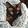 cat, siamese_cat, blue_eyes, close_up, fluffy_blanket, cozy, soft_texture, fur, whiskers, ears, pet, animal, indoor, resting, cute, portrait, mammal, feline, warm, snuggled