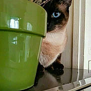 Poupouille participe au concours pour gagner de l'argent avec cette photo : cat, siamese_cat, blue_eye, flower_pot, green_pot, indoor, curious, peeking, hiding, plant, reflection, table, feline, pet, animal, close_up, domestic_cat, whiskers, ears, fur