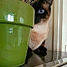 cat, siamese_cat, blue_eye, flower_pot, green_pot, indoor, curious, peeking, hiding, plant, reflection, table, feline, pet, animal, close_up, domestic_cat, whiskers, ears, fur