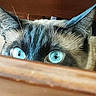 Poupouille a rejoint le concours — aidez-le/la à gagner de superbes lots ! cat, blue_eyes, peeking, wooden_surface, close_up, curious, animal, pet, feline, whiskers, ears, face, indoor, mysterious, gaze, spy, closeup, portrait, cute, alert