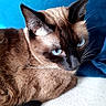 Poupouille a rejoint le concours — aidez-le/la à gagner de superbes lots ! siamese_cat, cat, blue_eyes, close_up, pet, animal, feline, whiskers, brown_fur, black_fur, resting, indoor, portrait, cute, domestic_animal, soft_texture, relaxed, blue_background, white_surface, fur