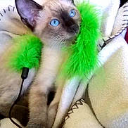 Poupouille joined the competition — help win amazing prizes! kitten, siamese, blue_eyes, cat, pet, blanket, feather_toy, green_feathers, cozy, cute, indoor, fur, animal, playful, young, whiskers, paws, soft_texture, resting, curious