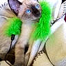 kitten, siamese, blue_eyes, cat, pet, blanket, feather_toy, green_feathers, cozy, cute, indoor, fur, animal, playful, young, whiskers, paws, soft_texture, resting, curious