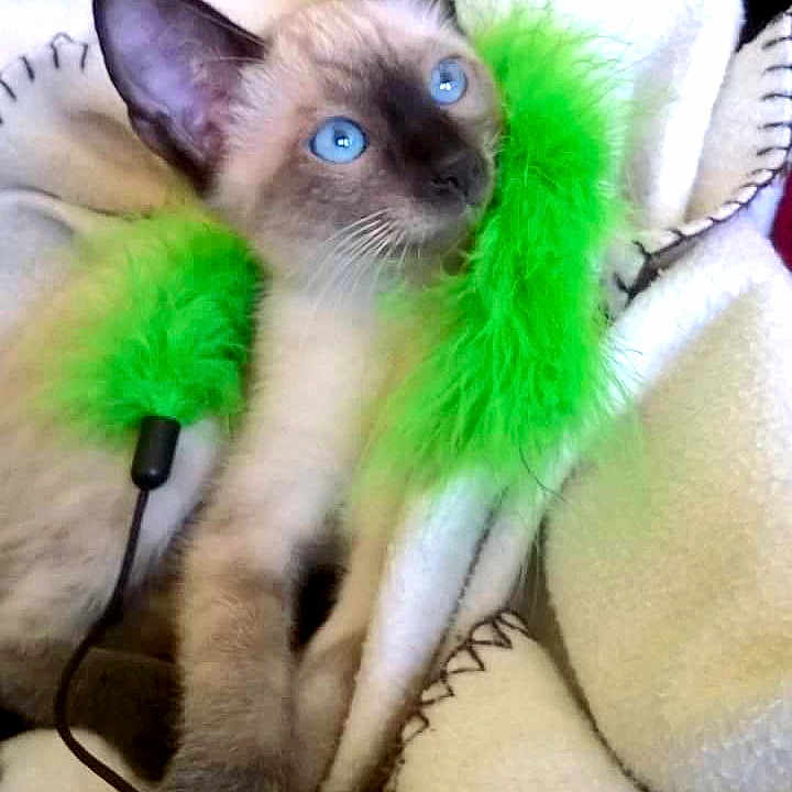 Poupouille joined the competition — help win amazing prizes! kitten, siamese, blue_eyes, cat, pet, blanket, feather_toy, green_feathers, cozy, cute, indoor, fur, animal, playful, young, whiskers, paws, soft_texture, resting, curious