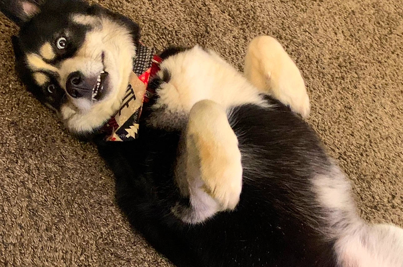 Denali joined the competition — help win amazing prizes! accessories, animal, ball, bodypart, canine, cat, dog, eskimodog, football, husky, mouth, person, pet, pig, puppy, sleeping, sport, strap, tennis, tennisball