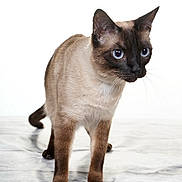 Raven a rejoint le concours — aidez-le/la à gagner de superbes lots ! siamese_cat, cat, blue_eyes, alert, standing, marbled_surface, white_background, fur, whiskers, ears, paws, animal, pet, mammal, closeup, portrait, domestic_cat, feline, looking, curious