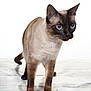 siamese_cat, cat, blue_eyes, alert, standing, marbled_surface, white_background, fur, whiskers, ears, paws, animal, pet, mammal, closeup, portrait, domestic_cat, feline, looking, curious