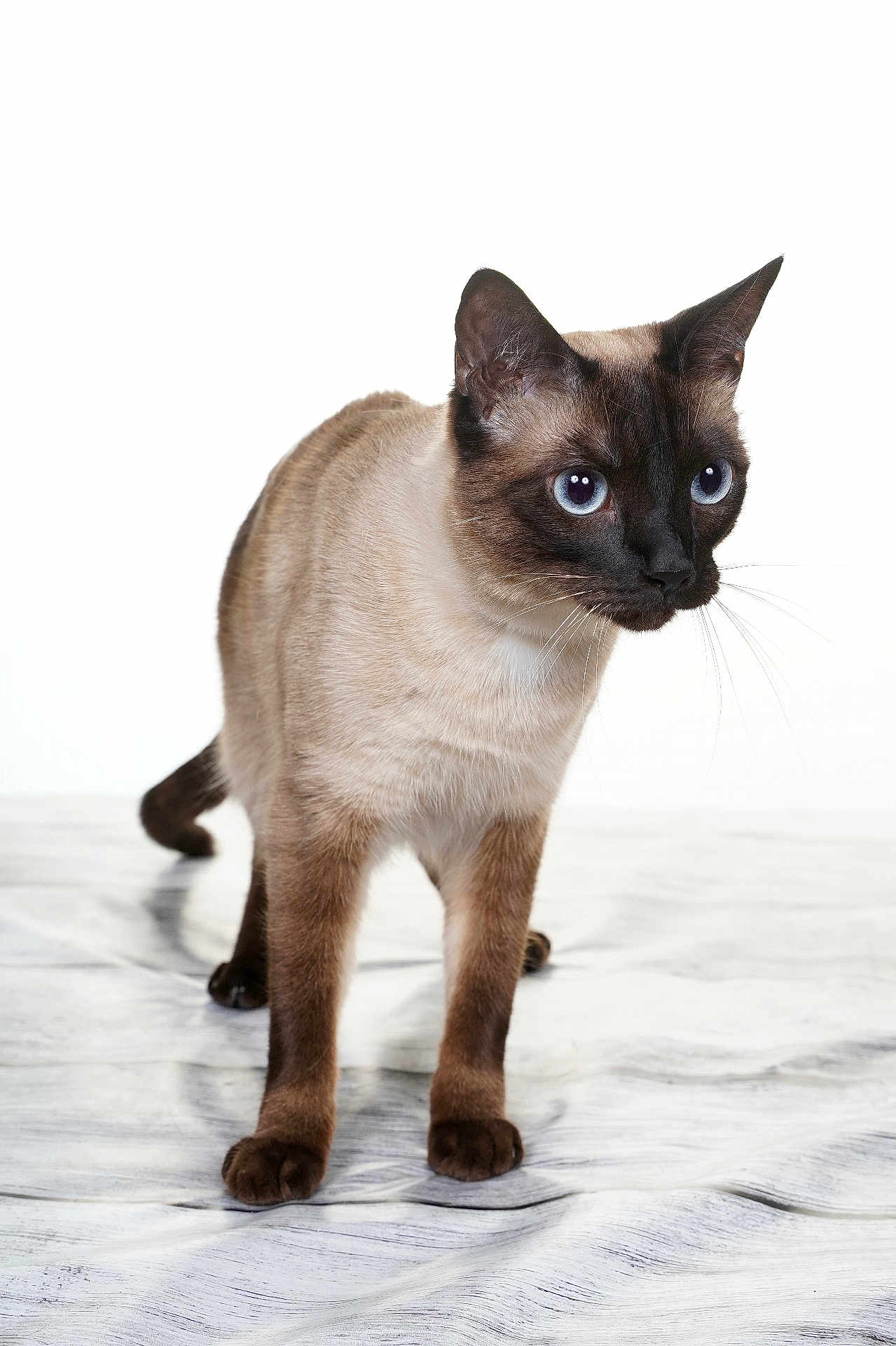 Raven a rejoint le concours — aidez-le/la à gagner de superbes lots ! siamese_cat, cat, blue_eyes, alert, standing, marbled_surface, white_background, fur, whiskers, ears, paws, animal, pet, mammal, closeup, portrait, domestic_cat, feline, looking, curious