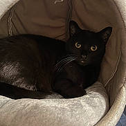 Jade joined the competition — help win amazing prizes! black_cat, cat, pet, animal, feline, indoor, cozy, bed, soft, resting, cute, whiskers, ears, eyes, fur, relaxed, comfortable, household, cushion, closeup