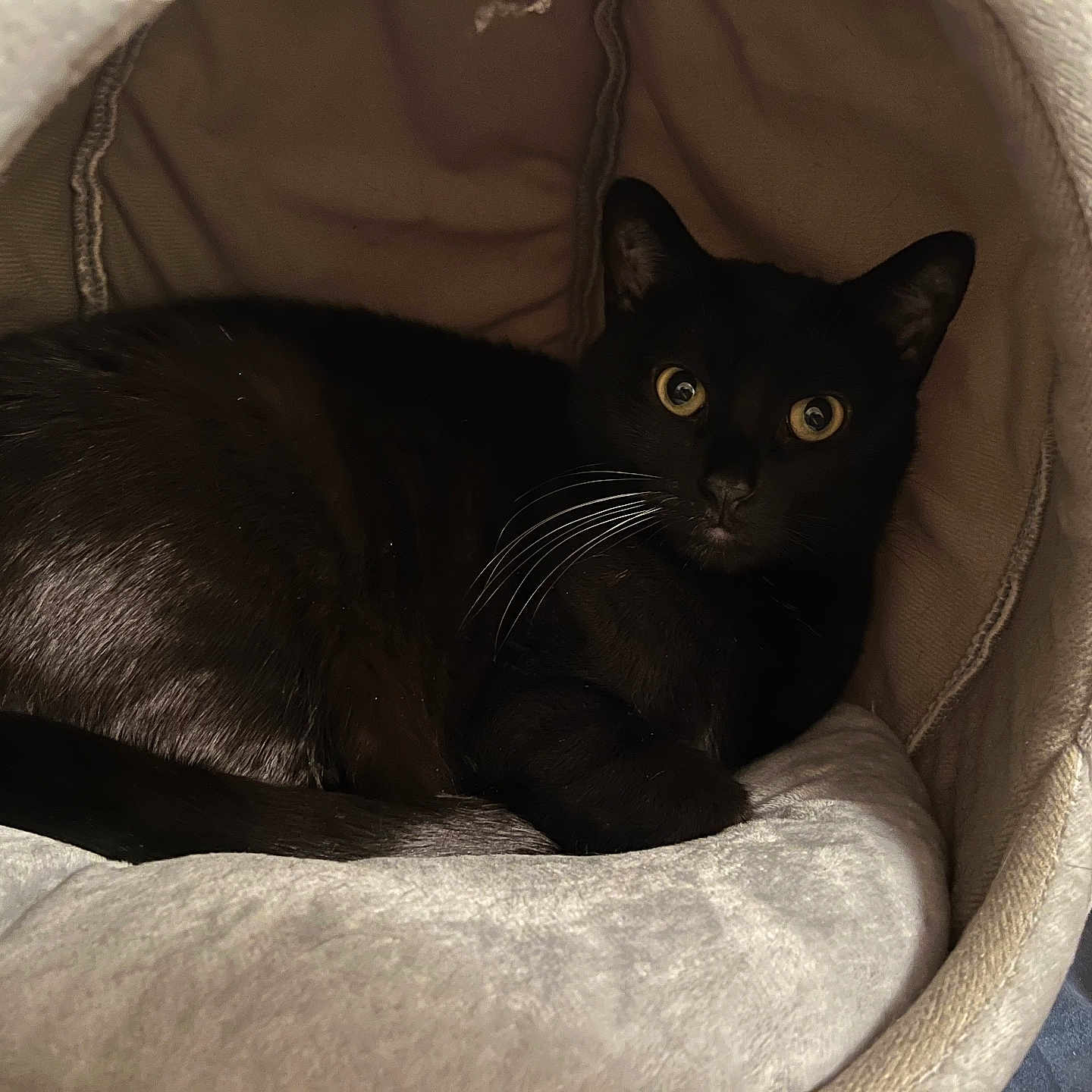 Jade joined the competition — help win amazing prizes! black_cat, cat, pet, animal, feline, indoor, cozy, bed, soft, resting, cute, whiskers, ears, eyes, fur, relaxed, comfortable, household, cushion, closeup