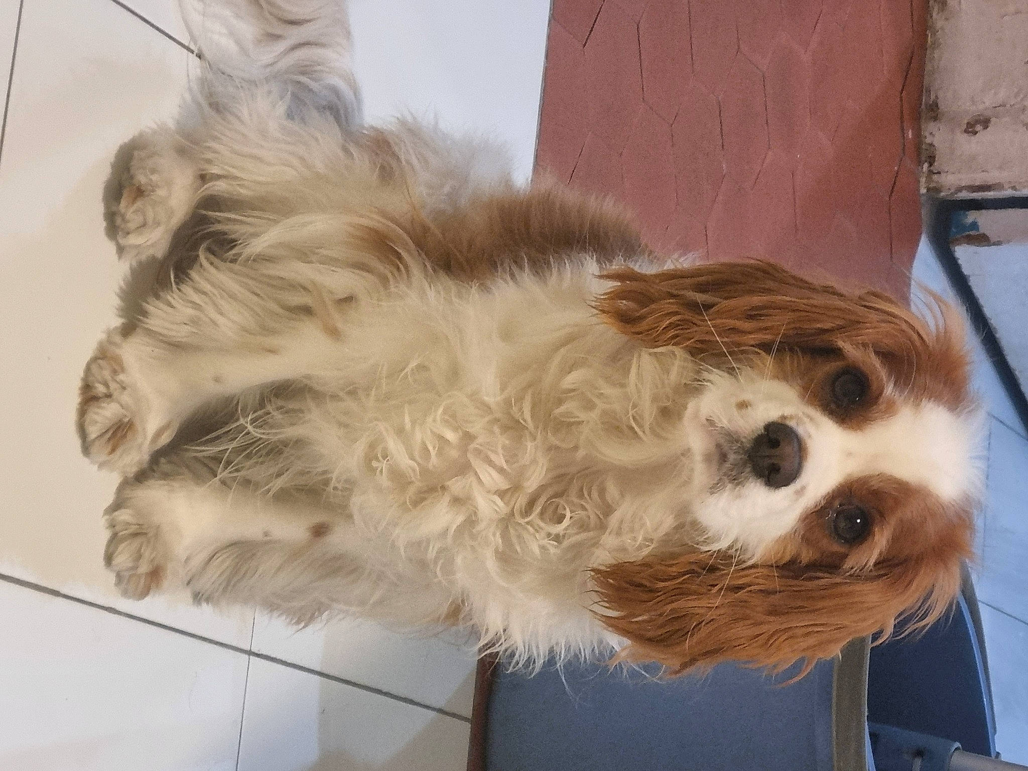 Coockise participe au concours pour gagner de l'argent avec cette photo : canidae, carnivore, claw, companion_dog, dog, dog_breed, fawn, feather, felidae, fur, paw, small_terrier, small_to_medium_sized_cats, snout, sporting_group, tail, terrier, whiskers