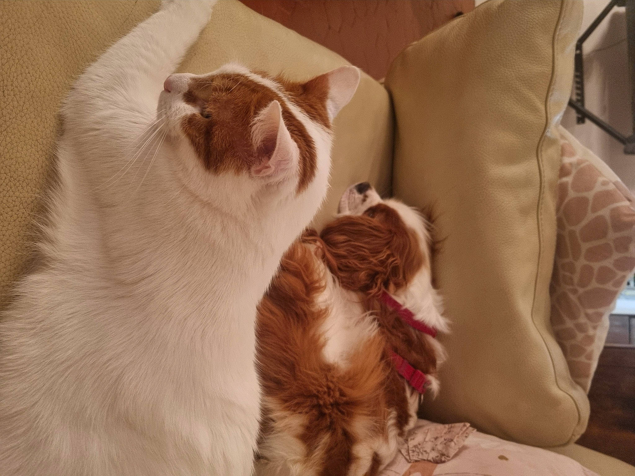 Coockise participe au concours pour gagner de l'argent avec cette photo : canidae, carnivore, cat, claw, comfort, companion_dog, domestic_short_haired_cat, fawn, felidae, fur, paw, room, small_to_medium_sized_cats, snout, sporting_group, tail, whiskers, wood