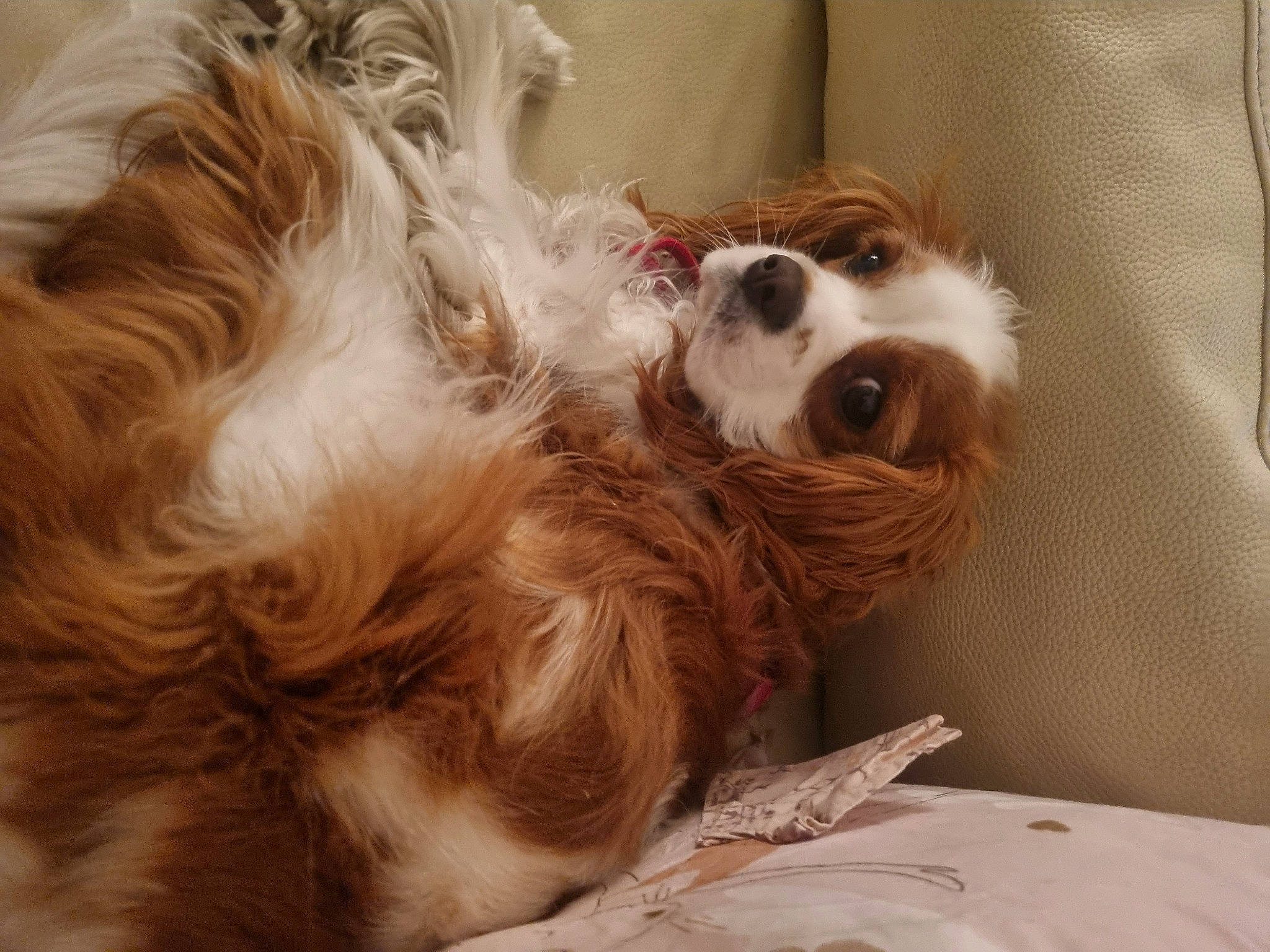 Coockise a rejoint le concours — aidez-le/la à gagner de superbes lots ! canidae, carnivore, companion_dog, dog, dog_breed, ear, fawn, fur, liver, puppy, puppy_love, small_terrier, snout, spaniel, sporting_group, terrestrial_animal, terrier, toy_dog, whiskers, working_animal