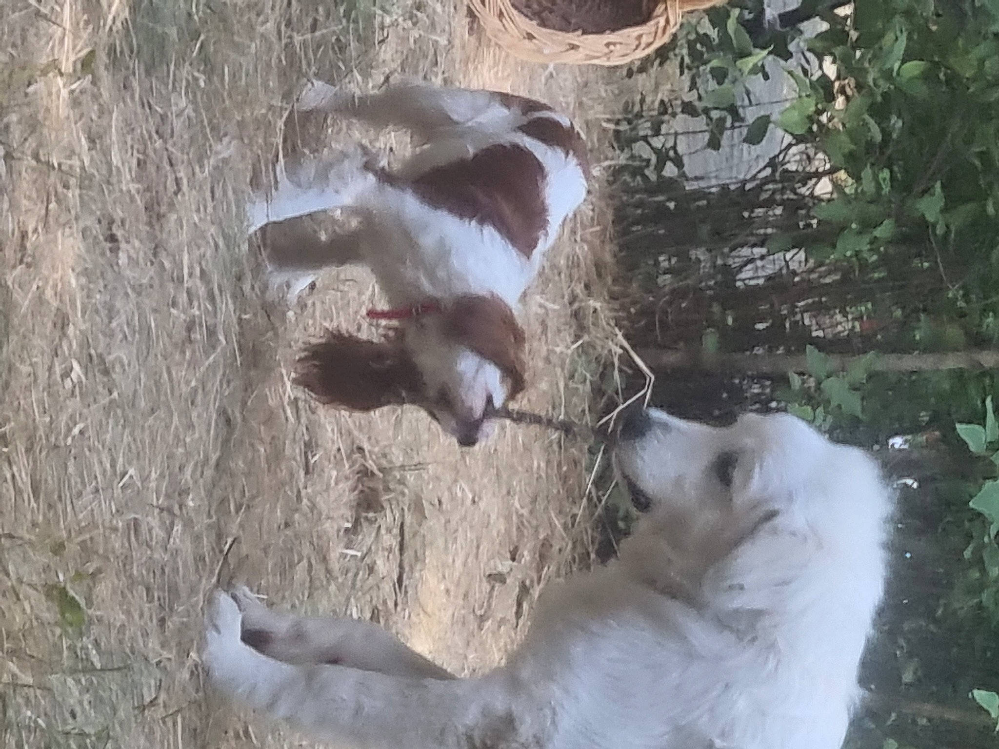 Simba participe au concours pour gagner de l'argent avec cette photo : canidae, carnivore, companion_dog, dog_breed, fang, fawn, felidae, fur, grass, paw, plant, snout, soil, sporting_group, tail, terrestrial_animal, wildlife