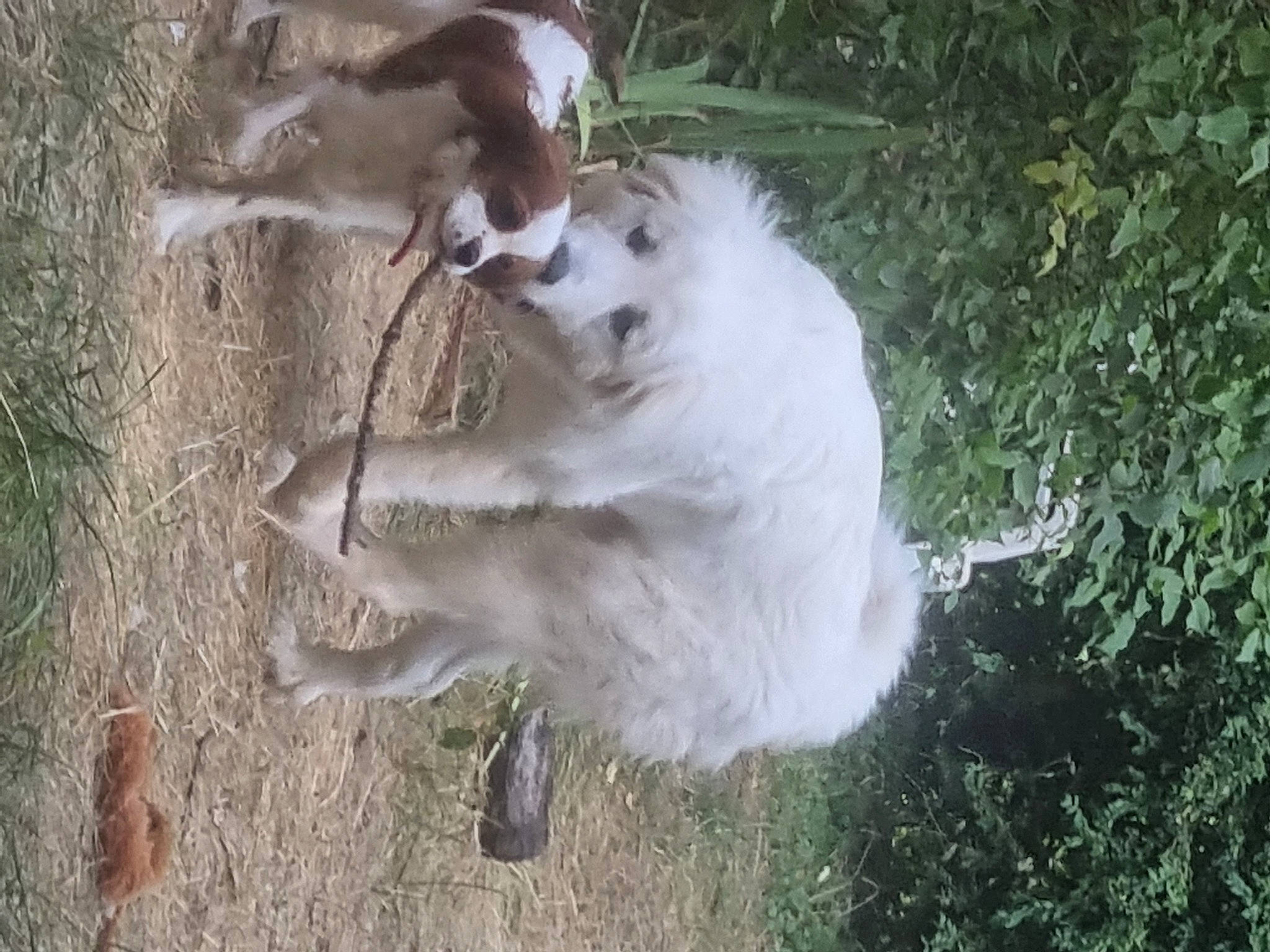 Simba a rejoint le concours — aidez-le/la à gagner de superbes lots ! canidae, carnivore, companion_dog, dog, dog_breed, fawn, felidae, fur, grass, plant, small_to_medium_sized_cats, sporting_group, tail, terrestrial_animal, tree, working_animal