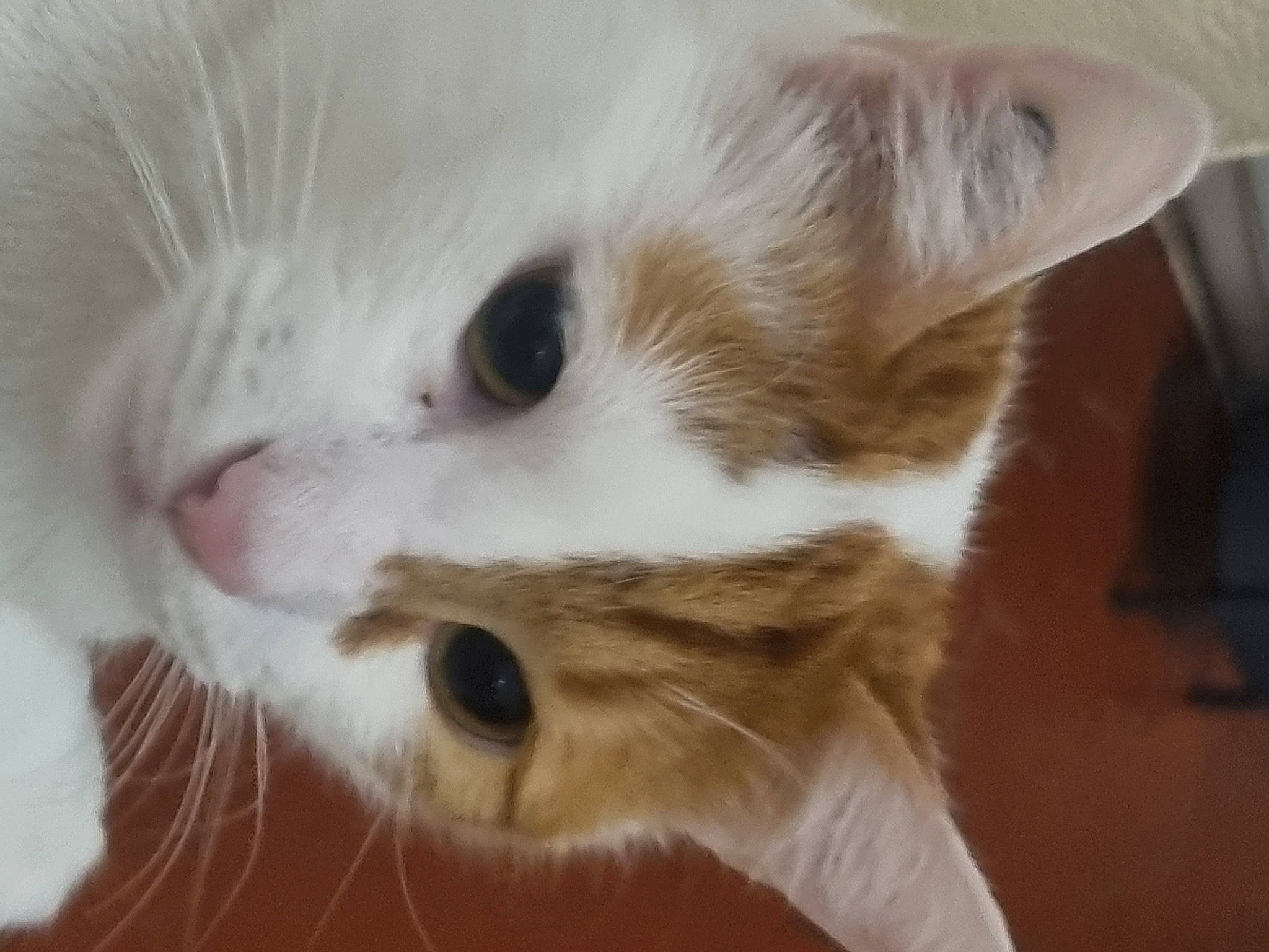 Citron a rejoint le concours — aidez-le/la à gagner de superbes lots ! carnivore, cat, domestic_short_haired_cat, ear, fawn, felidae, fur, paw, small_to_medium_sized_cats, snout, whiskers, window