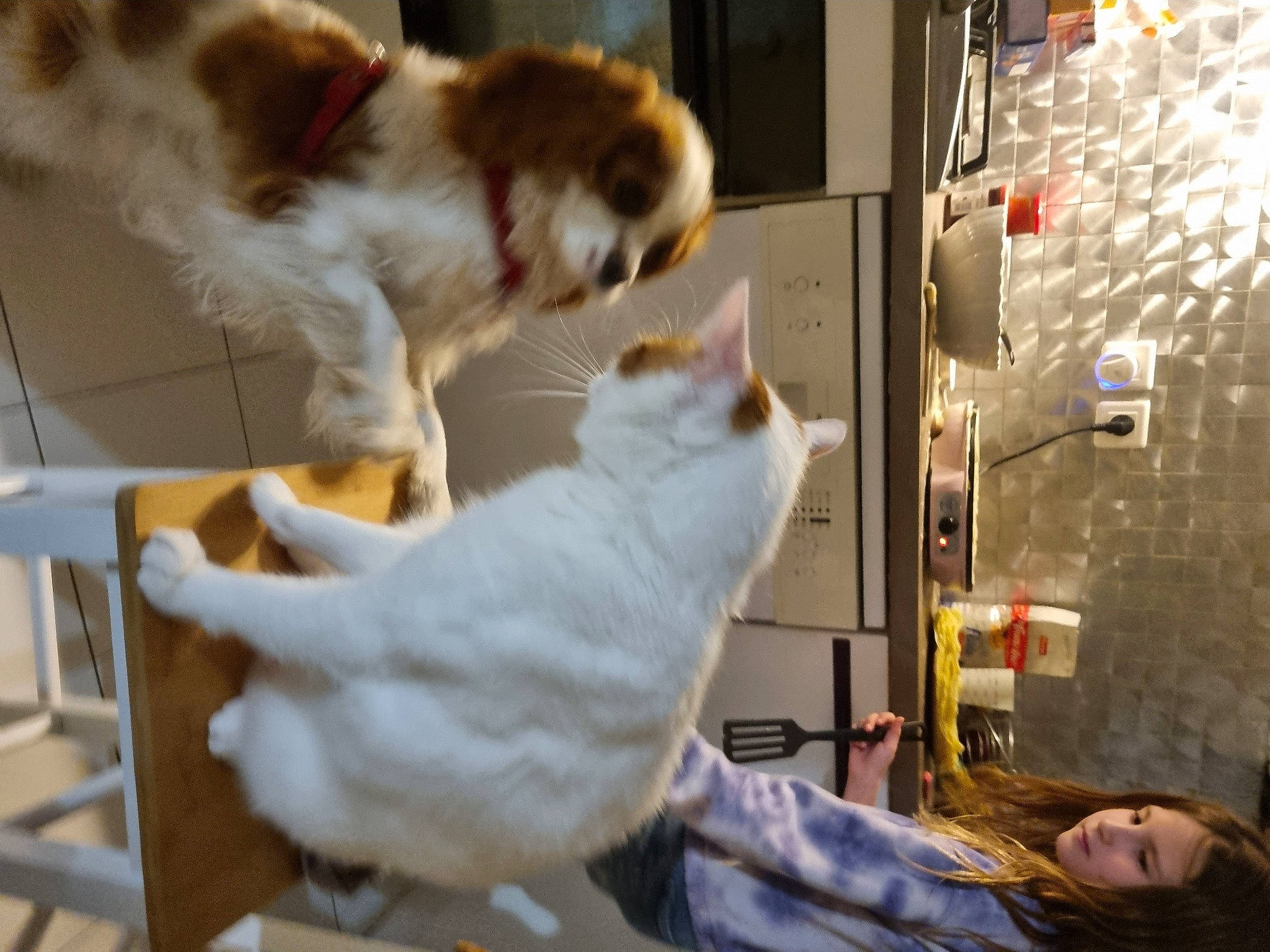 Citron a rejoint le concours — aidez-le/la à gagner de superbes lots ! carnivore, cat, collar, comfort, companion_dog, fawn, felidae, fur, machine, paw, photography, small_to_medium_sized_cats, snapshot, tail, whiskers, white