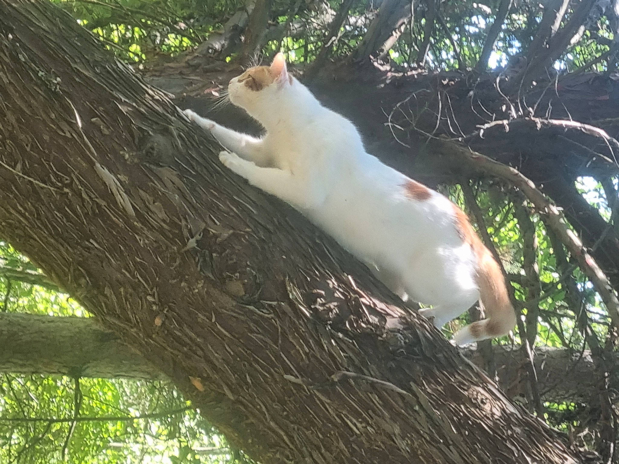 Citron participe au concours pour gagner de l'argent avec cette photo : carnivore, cat, domestic_short_haired_cat, fawn, felidae, forest, fur, grass, jungle, plant, small_to_medium_sized_cats, tail, terrestrial_animal, tree, trunk, twig, whiskers, wildlife, wood, woodland