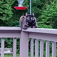 Shelby joined the competition — help win amazing prizes! alert, animal, backyard, cat, daytime, deck, feline, greenery, hummingbird_feeder, leaf, nature, outdoor, pet, railing, resting, summer, tortoiseshell_cat, trees, wildlife, wooden_railing