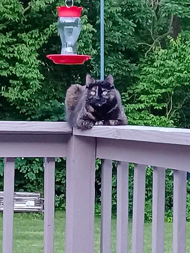 Shelby joined the competition — help win amazing prizes! alert, animal, backyard, cat, daytime, deck, feline, greenery, hummingbird_feeder, leaf, nature, outdoor, pet, railing, resting, summer, tortoiseshell_cat, trees, wildlife, wooden_railing