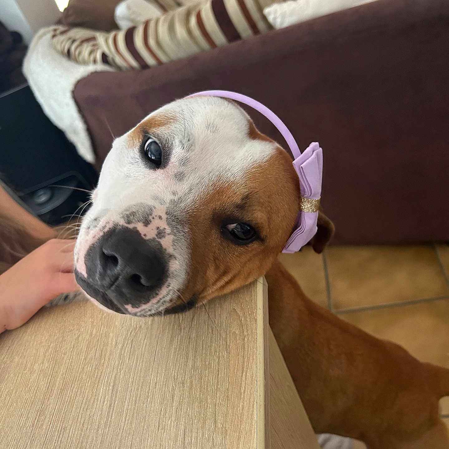 Urkan a rejoint le concours — aidez-le/la à gagner de superbes lots ! animal_face, brown_fur, canine, comfort, couch, cushion, cute, dog, domestic_animal, friendly, headband, household, indoors, living_room, pet, portrait, resting, tile_floor, white_fur, wooden_surface