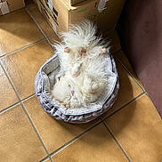 Raya participe au concours pour gagner de l'argent avec cette photo : dog, pet_bed, white_fur, fluffy, sleeping, tile_floor, cardboard_boxes, indoor, relaxing, cozy, paw, collar, small_dog, fur, resting, home, quiet, cute, animal, domestic