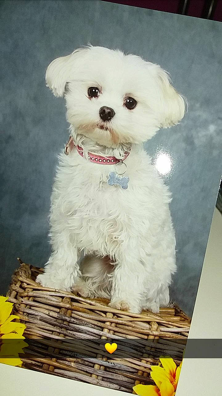 Joy participe au concours pour gagner de l'argent avec cette photo : canidae, carnivore, companion_dog, dog, dog_breed, dog_clothes, dog_supply, event, fur, labradoodle, maltepoo, non_sporting_group, poodle_crossbreed, snout, sporting_group, terrier, toy_dog, yellow