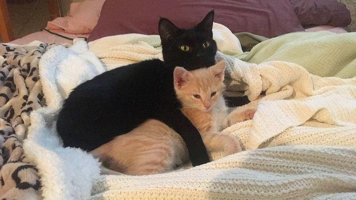 Mary Jane joined the competition — help win amazing prizes! bed, black_cat, carnivore, cat, cat_bed, cat_supply, comfort, couch, domestic_short_haired_cat, fawn, felidae, fur, linens, paw, pet_supply, pillow, room, small_to_medium_sized_cats, tail, whiskers