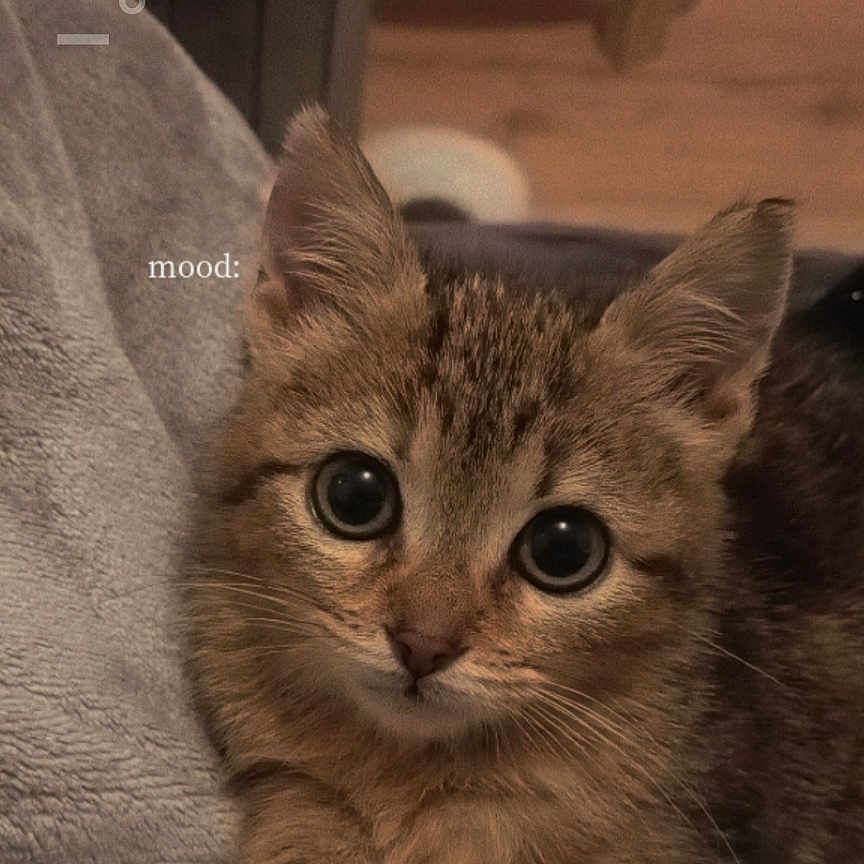 Kiara participe au concours pour gagner de l'argent avec cette photo : abyssinian, angora, animal, blanket, book, cat, couch, furniture, hardwood, kitten, manx, pet, publication, siamese, wood