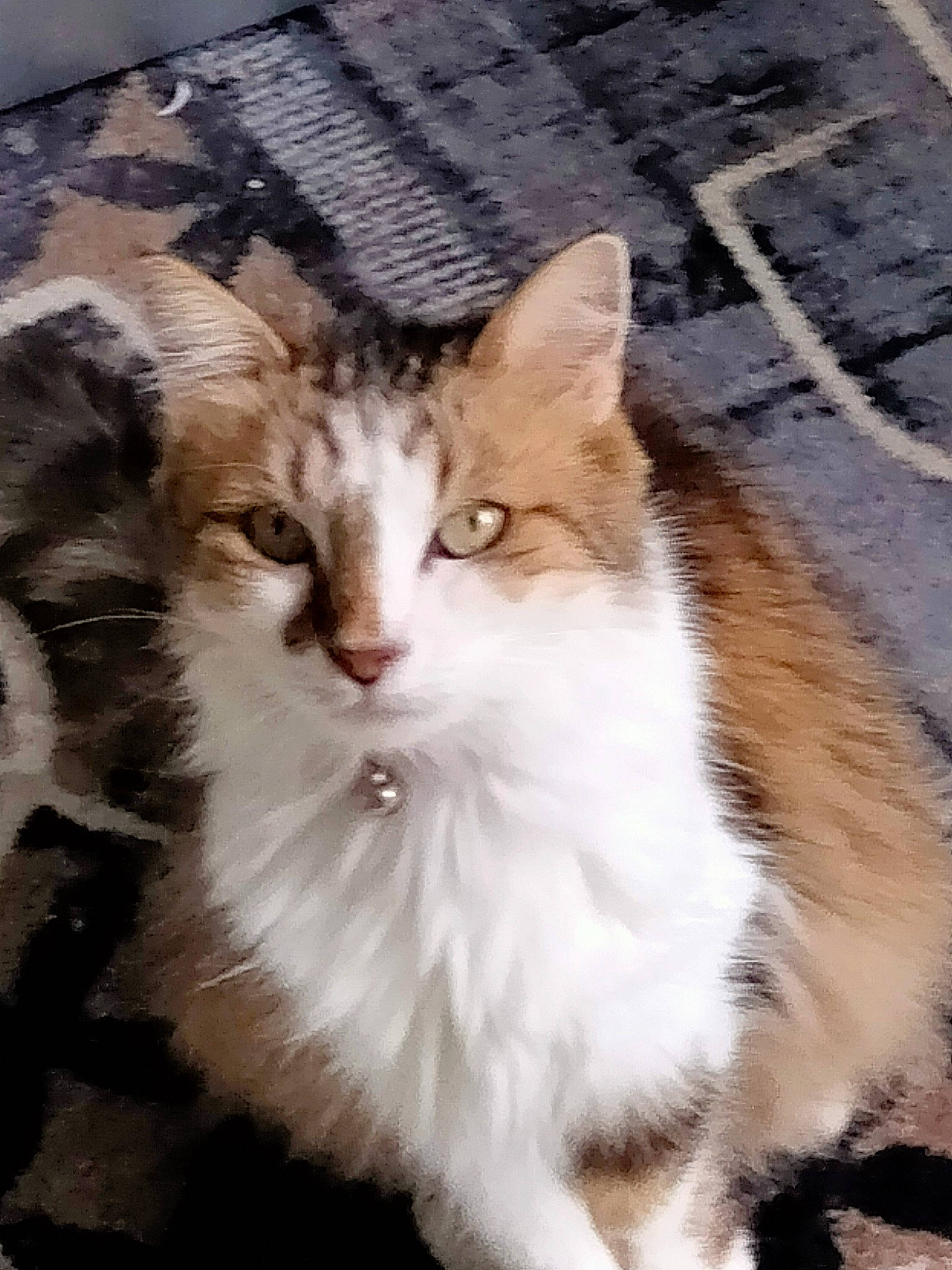 Fantaisy a rejoint le concours — aidez-le/la à gagner de superbes lots ! art, carnivore, cat, claw, domestic_short_haired_cat, eye, fawn, felidae, fur, paw, road_surface, sitting, small_to_medium_sized_cats, snout, tail, terrestrial_animal, tree, whiskers, window, wood