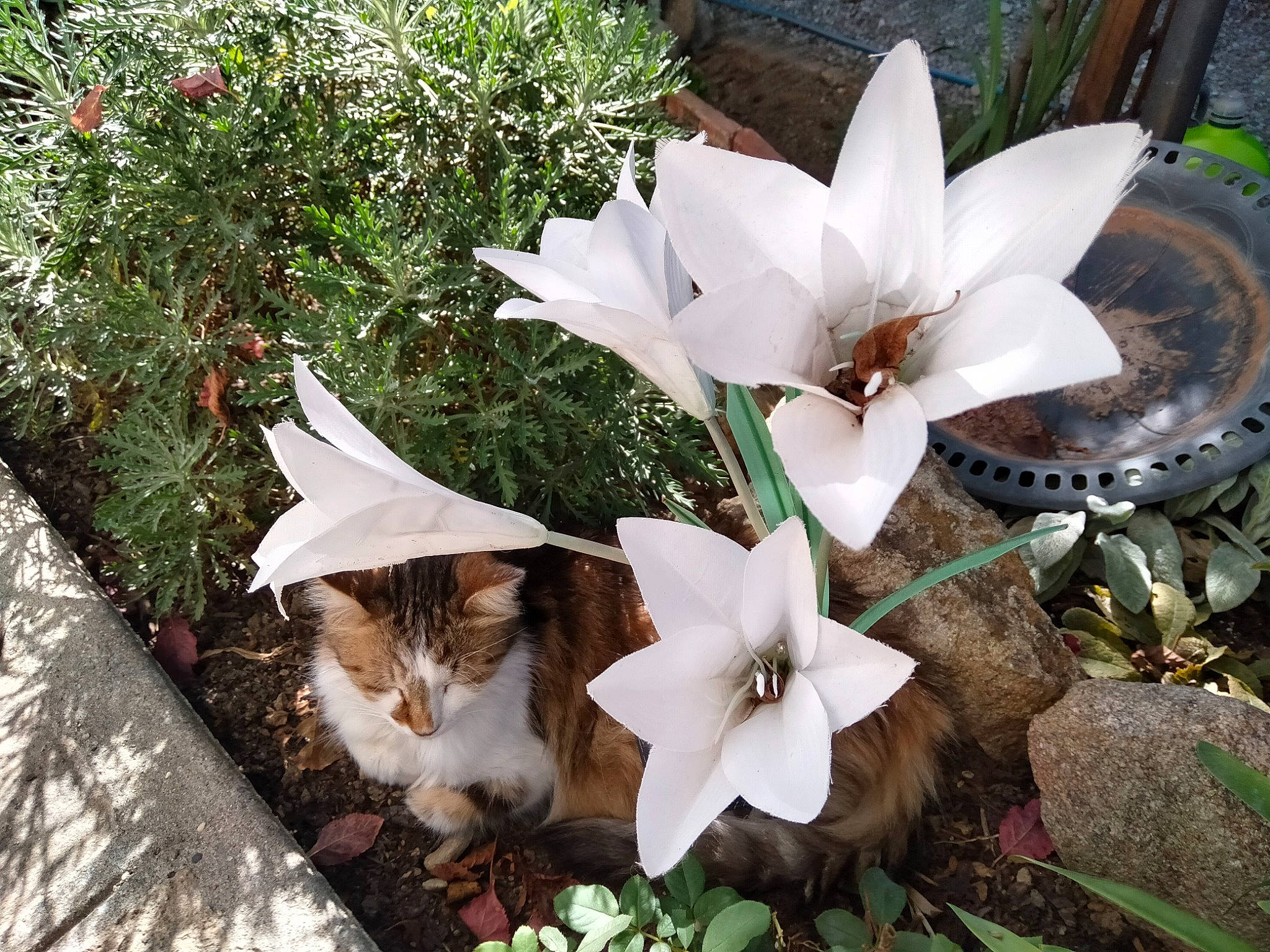 Fantaisy a rejoint le concours — aidez-le/la à gagner de superbes lots ! automotive_wheel_system, botany, cat, domestic_short_haired_cat, felidae, flower, flowering_plant, garden, grass, groundcover, herbaceous_plant, houseplant, lily_family, petal, plant, small_to_medium_sized_cats, terrestrial_plant, whiskers, white, wood