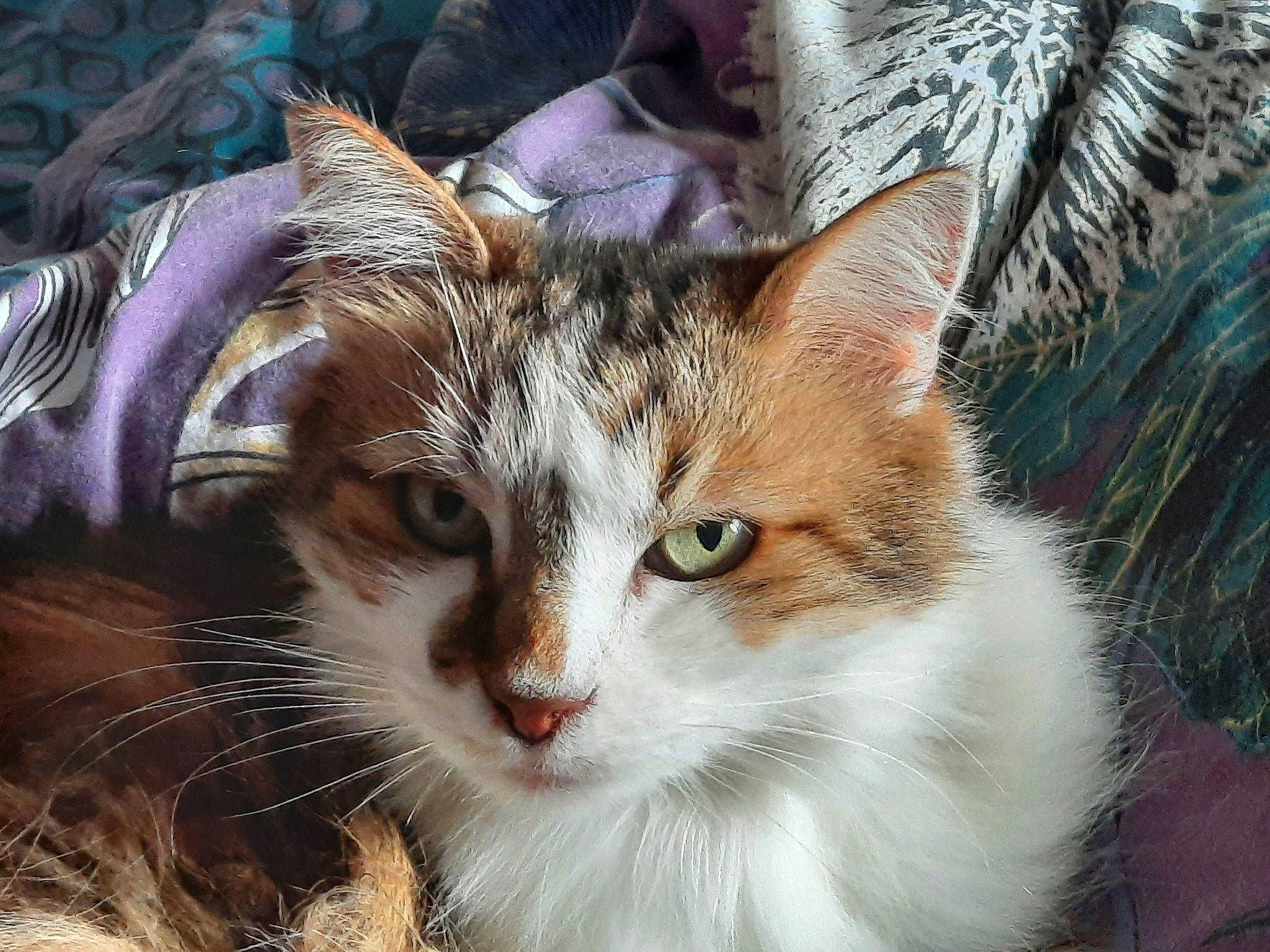 Fantaisy a rejoint le concours — aidez-le/la à gagner de superbes lots ! art, carnivore, cat, close_up, domestic_short_haired_cat, event, fawn, felidae, fur, grass, plant, small_to_medium_sized_cats, snout, tail, terrestrial_animal, tree, whiskers, wildlife, window