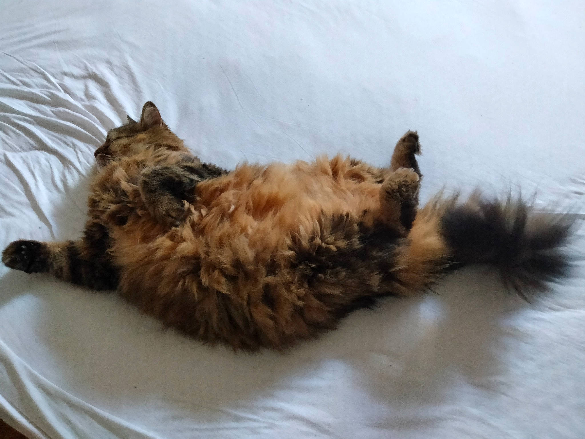 Frimousse. participe au concours pour gagner de l'argent avec cette photo : canidae, carnivore, cat, cat_supply, claw, comfort, companion_dog, dog_breed, fawn, felidae, fur, liver, nap, paw, small_to_medium_sized_cats, sporting_group, tail, terrestrial_animal, whiskers