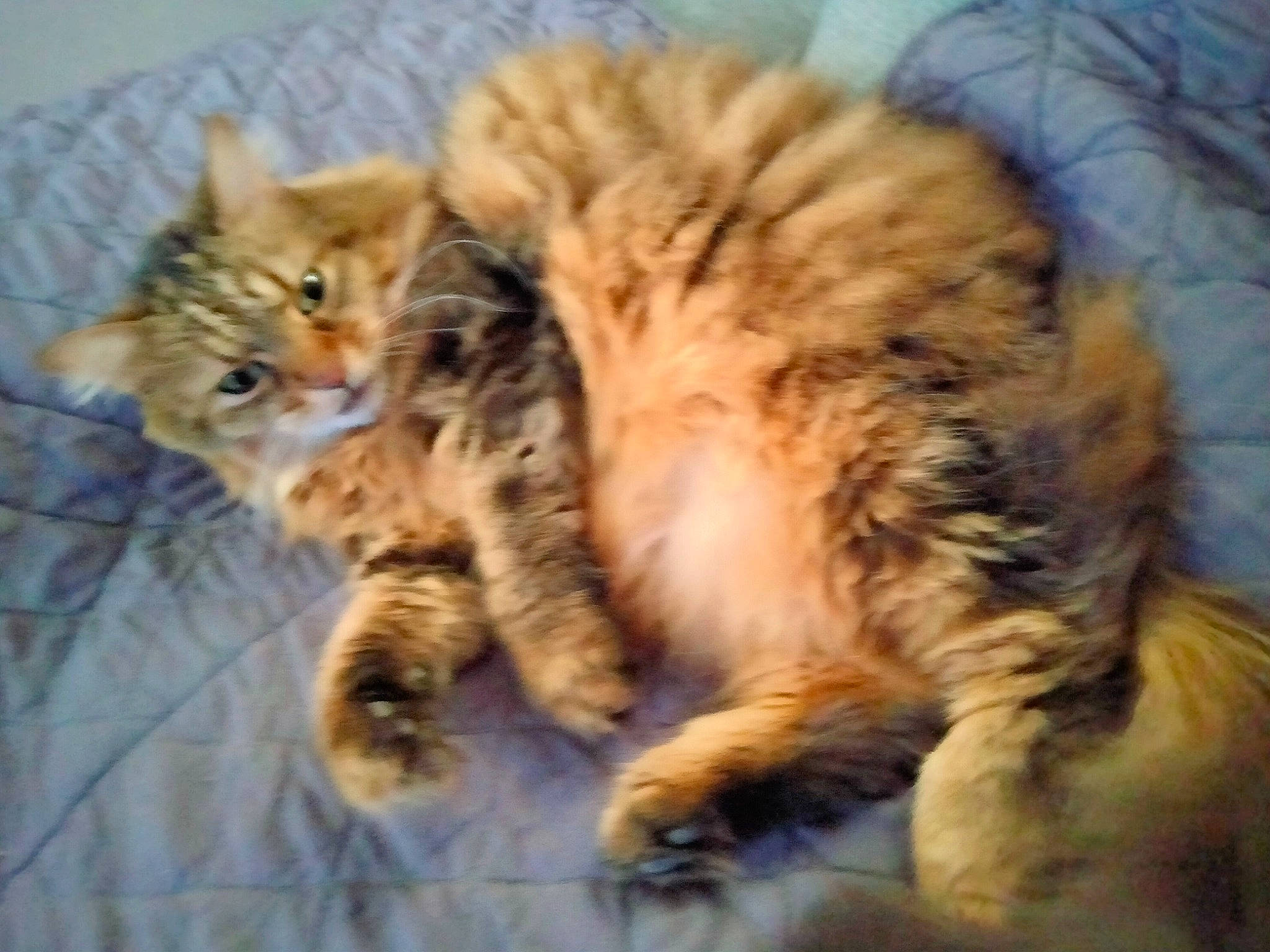 Frimousse. participe au concours pour gagner de l'argent avec cette photo : big_cats, carnivore, cat, claw, comfort, domestic_short_haired_cat, fawn, felidae, fur, maine_coon, nap, paw, siberian, small_to_medium_sized_cats, snout, tail, terrestrial_animal, tree, whiskers, wildlife