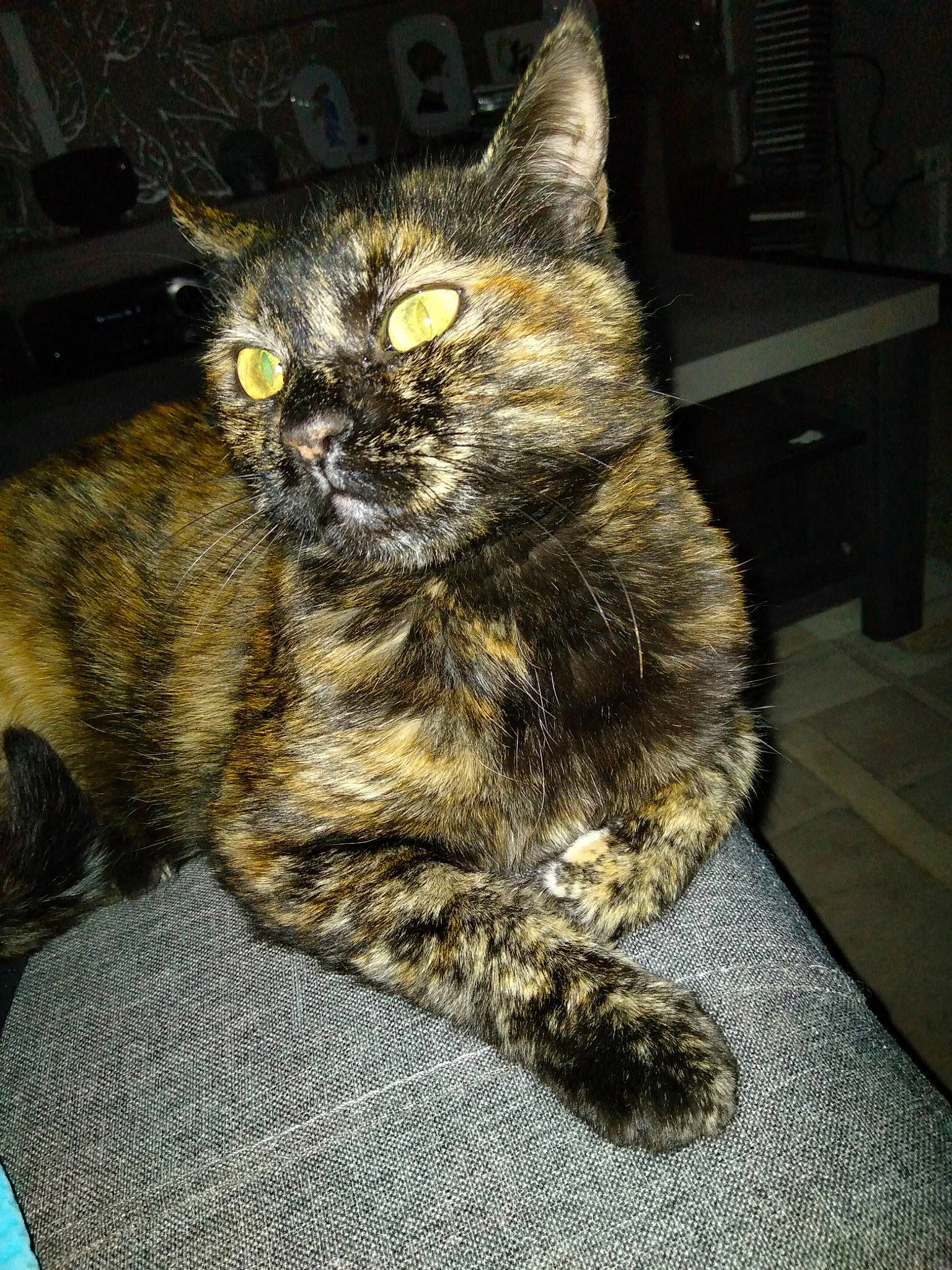 Rouquine a rejoint le concours — aidez-le/la à gagner de superbes lots ! carnivore, cat, claw, domestic_short_haired_cat, eye, felidae, foot, fur, iris, paw, sitting, small_to_medium_sized_cats, snout, tail, terrestrial_animal, whiskers, wildlife