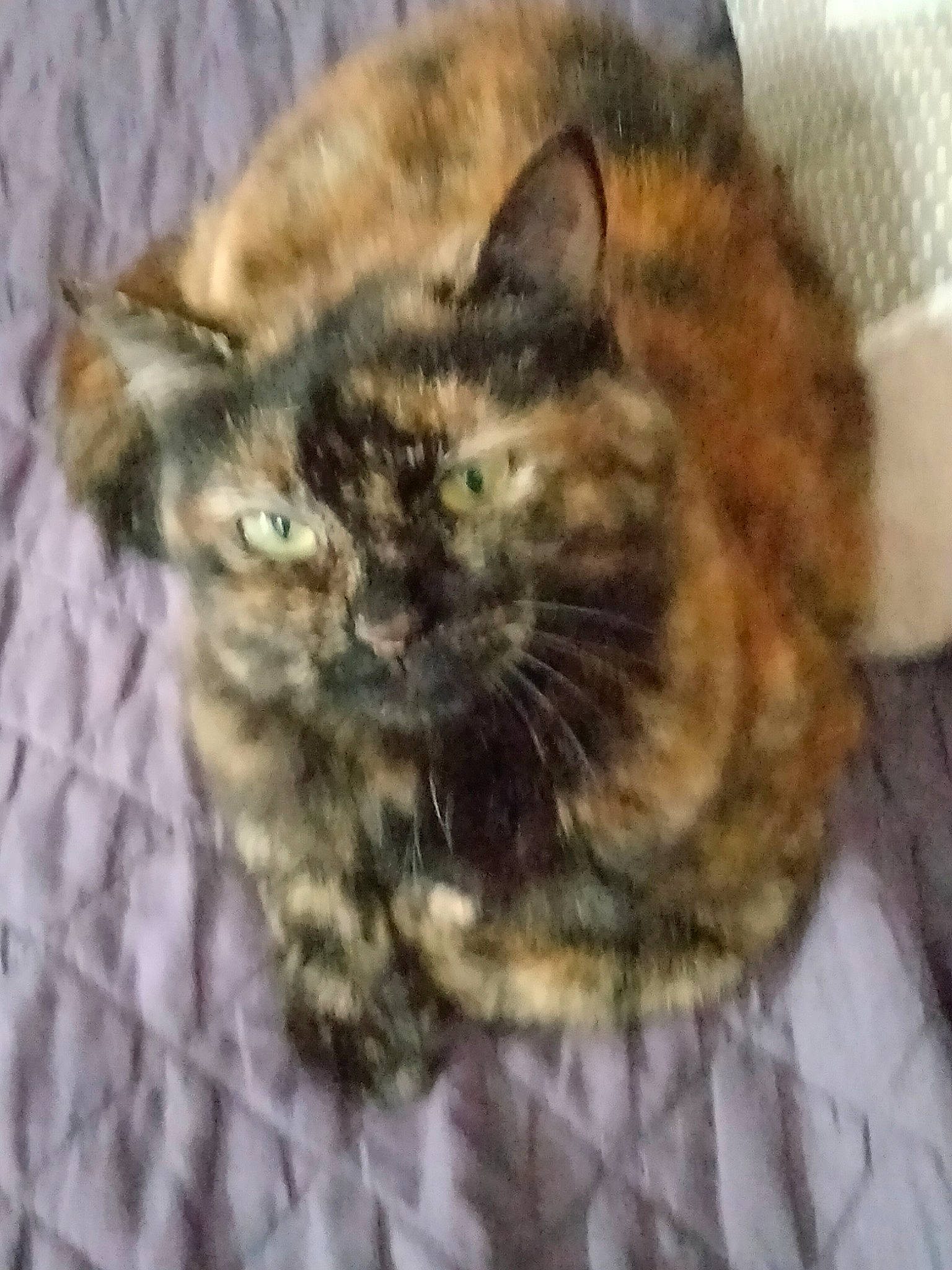 Rouquine a rejoint le concours — aidez-le/la à gagner de superbes lots ! carnivore, cat, cat_supply, claw, comfort, domestic_short_haired_cat, ear, eye, felidae, fur, hair, iris, paw, small_to_medium_sized_cats, snout, tail, terrestrial_animal, whiskers, window