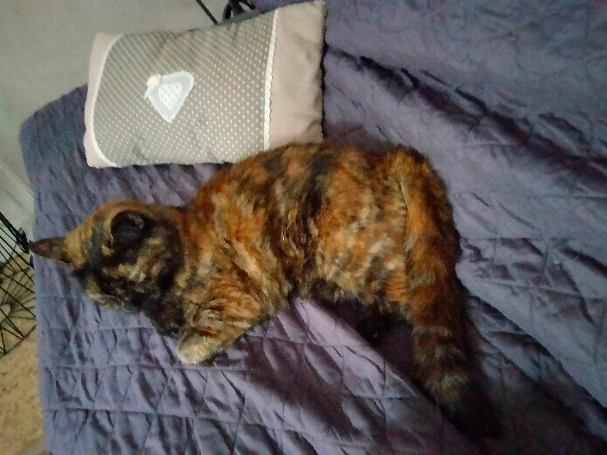 Rouquine participe au concours pour gagner de l'argent avec cette photo : brown, canidae, carnivore, cat, claw, comfort, dog_breed, domestic_short_haired_cat, felidae, fur, nap, room, small_to_medium_sized_cats, sporting_group, tail, terrestrial_animal, whiskers, wood